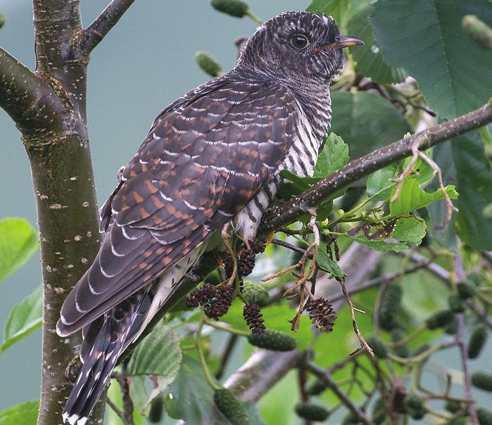 Foto: Rein Hofman Koekoek Cuculus canorus Herkenning: grote en slanke zangvogel met lange staart en lange, spitse vleugels.