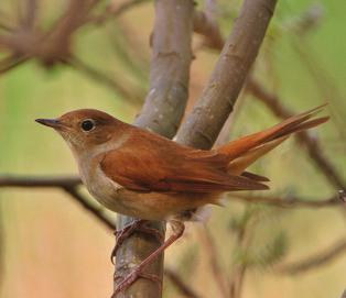 Foto: Hein Prinsen/Bureau Waardenburg Nachtegaal Luscinia megarhynchos Bovenzijde egaal bruin met roodbruine staart.