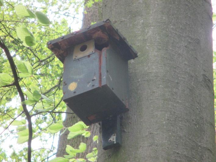 Nestkast met 2 gaten Deze nestkast is bewerkt door een grote bonte specht. Niet om er zelf in te broeden want ze hakken hun eigen nestholte uit.