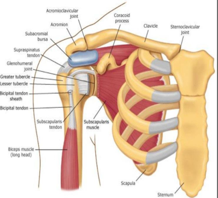 Een normaal schoudergewricht Het schoudergewricht wordt gevormd door het schouderblad en de kop van de bovenarm. Het gewricht wordt omgeven door een gewrichtskapsel.