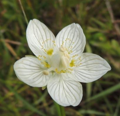 levensomstandigheden voor planten en dieren.