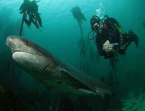 Sevengill haai. False bay is de enige plek in de wereld waar je consequent met deze haaien kan duiken.