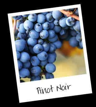ROOD: Pinot Noir Bourgogne
