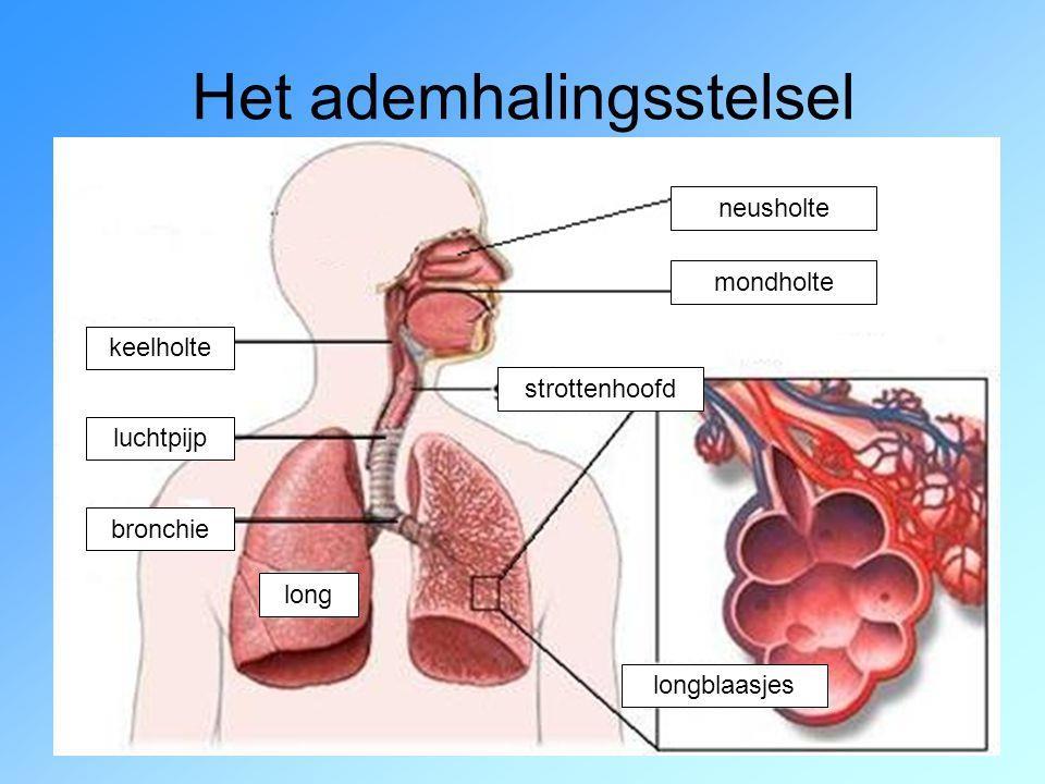 Ademhaling: Noorderpoort School voor Gezondheidszorg