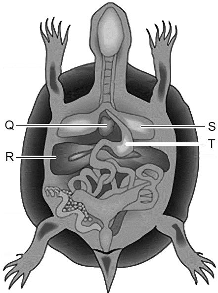 1p 48 In de afbeelding zie je organen in het lichaam van een schildpad. Na zijn dood werd het lichaam van reuzenschildpad Lonesome George onderzocht.