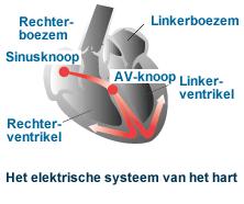 1. Het ritme van het gezonde hart Het hart is een spier die werkt als een pomp. Het bestaat uit een rechter- en een linkerhelft.