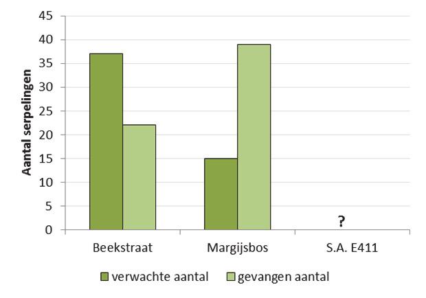 Uit Figuur 13 en Figuur 14 blijkt dat op het traject van de Beekstraat de gevangen aantallen (sub)adulte kopvoorns en serpelingen lager liggen dan de aantallen die verwacht worden op basis van de
