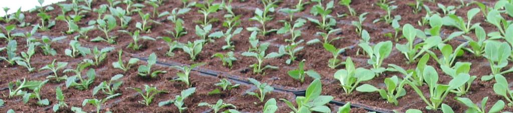 Petunia s zijn getopt op drie bladparen in week 6. Het water geven geschiedde bovendoor naar behoefte, er werd in principe droog geteeld. 2.2 Zaaigoed De proef met het zaaigoed is in de tijd herhaald.