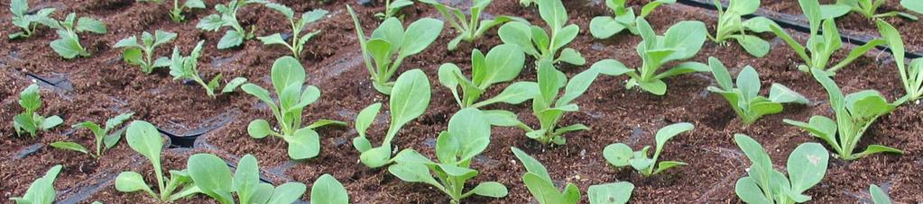 Op 13 februari 2007 werden de zaailingen van de eerste zaaiproef bij Wageningen UR Glastuinbouw te Bleiswijk van Verbena en Petunia verspeend in setjes van 24 stuks.