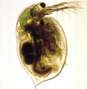 Daphnia-test Watervlo (Daphnia magna) Principe Species die vers ontloken zijn uit eistadium (eigen kweek of dormante eitjes) Blootstelling