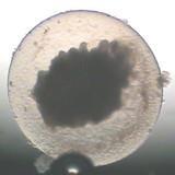 microscopisch onderzoek www.