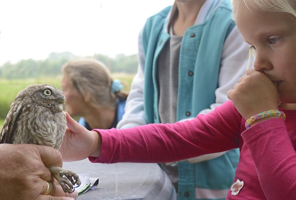 In het gebied rond Wijhe broedt nog redelijk aantal steenuilen. Ook in ons gebied aan de Gravenweg zijn nog enkele broedparen.