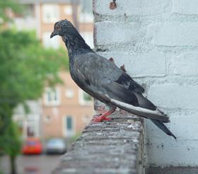 Duiven Hoe herkent u een duif? In Nederland komen verschillende duivensoorten voor. De tamme stadsduif komt het meeste voor. Soorten als de houtduif en de Turkse tortel komen ook regelmatig voor.