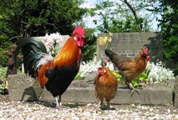 Kippen Hoe herkent u een kip? Kippen die loslopen op openbaar terrein zijn een afstammelingen van de gedomesticeerde kip.