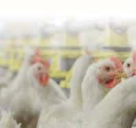 Pluimvee Blijft soja eiwitbron nummer 1 in pluimveevoeding? Soja is één van de meest hoogwaardige eiwitbronnen in de diervoeding voor landbouwhuisdieren.