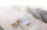 Varkens Eiwitvertering bij varkens Eiwit is een onmisbaar nutriënt in de voeding van alle diersoorten.