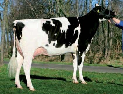 Hoe wordt een vaars een koe? In de komende maanden komen er op veel bedrijven tijdelijk extra veel vaarzen aan de melk. Enerzijds door een planning om een extra quotumoverschrijding te voorkomen.