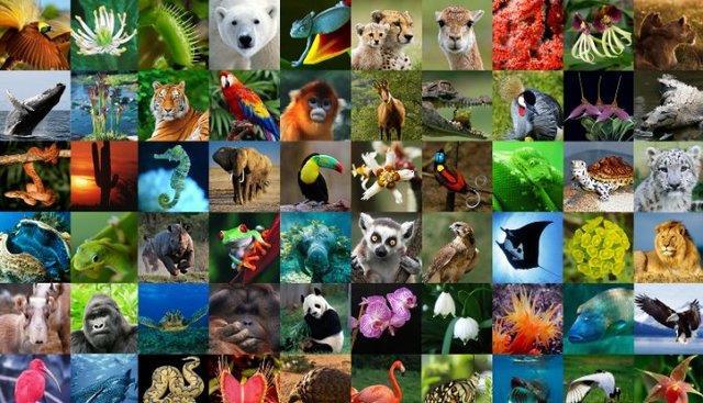 Inleiding Ongeoorloofde internationale handel in planten en dieren en de aantasting van het leefgebied zorgen ervoor dat populaties planten en dieren in hun voortbestaan worden bedreigd.