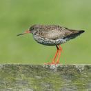 Daarbij gaat het om de ontwikkeling van het landschap en de biodiversiteit in het gebied. Oog VOOR NATUUR EN MILIEU VOORKOMEN Nadelige effecten op de natuur worden zo mogelijk voorkomen of beperkt.