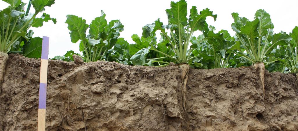 verminderen (adsorptie en vrijstelling van nutriënten) Maatregelen stimuleren die positief bijdragen aan de verhoging van het bodemorganische stofgehalte (teelten en mestsoorten met een hoge aanbreng