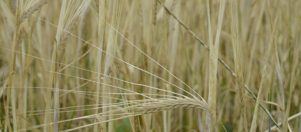 Teelten en teelttechnieken: nog steeds progressie mogelijk Verdere optimalisatie van (landbouw)bedrijfsvoering in functie van betere resultaten op vlak van: water- en