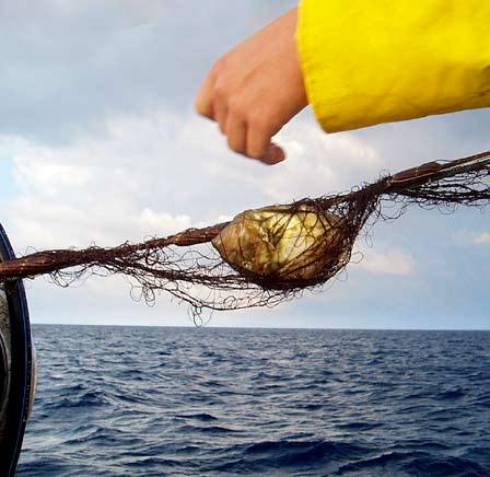 Innovatie in de visketen openstelling 2009 Bent u actief in de visserij of aquacultuur?