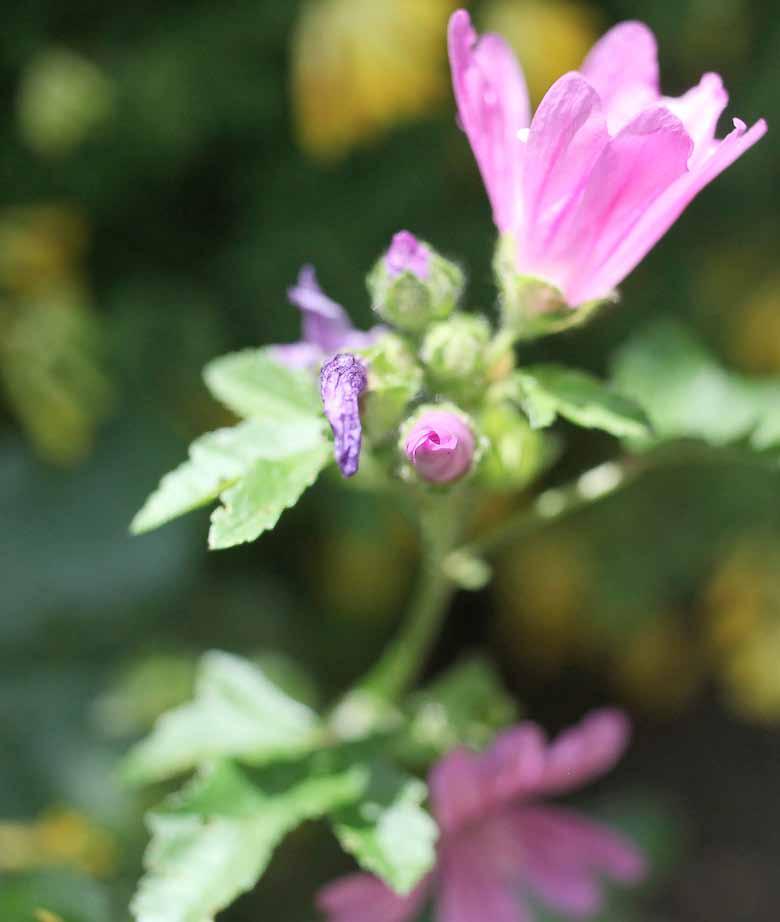 Gezocht: inwoners met groene vingers. De stad gaat voor groenere straten en daar wordt hard aan gewerkt. Ook als inwoner kan je een handje helpen.