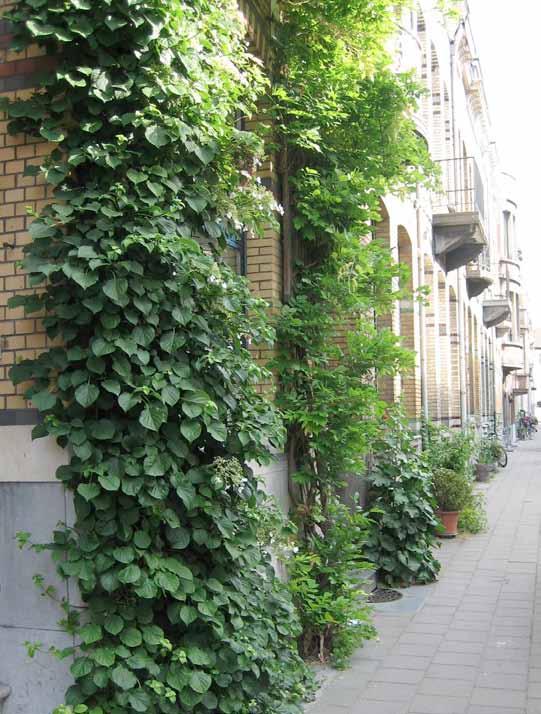 DE VOORDELEN VAN EEN GEVELTUINTJE 1 // Meer groen Een geveltuint zorgt voor meer natuur in de stad, wat bijdraagt tot een aangenamere leefomgeving.