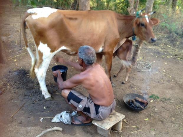 Koeienproject in Solepura De Ten Brinke Foundation heeft in april