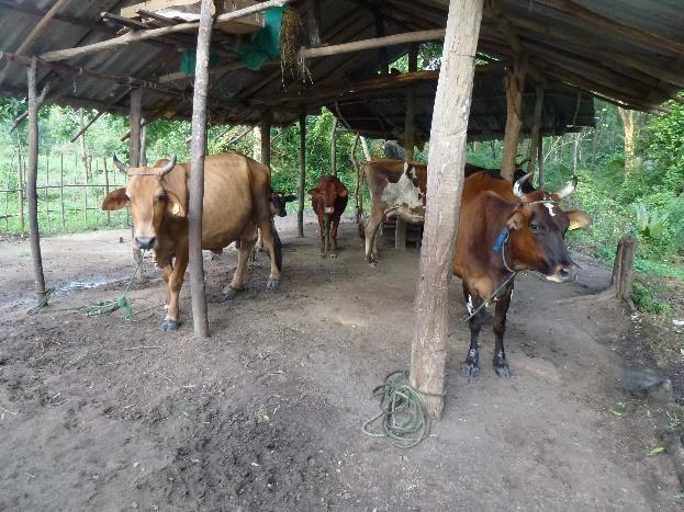 Sri Lanka.