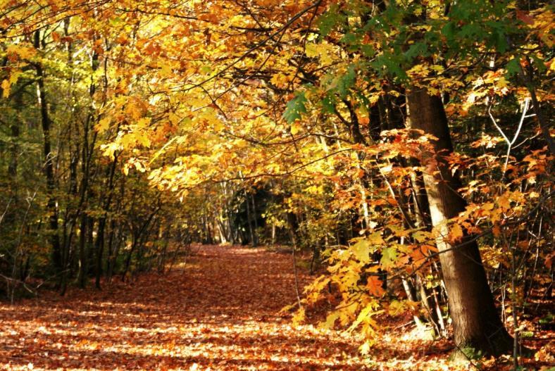 www.bsodaschool.nl Hallo allemaal, De dagen worden korter en kouder, de bladeren vallen van de bomen, het is echt herfstweer. Dus is het ook weer tijd voor de nieuwsbrief van november 2017.