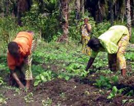 LANDBOUW Congolees parlement stemt eerste kaderwet voor landbouw Het Congolese parlement heeft dinsdag in Kinshasa de allereerste kaderwet voor de landbouwsector goedgekeurd.