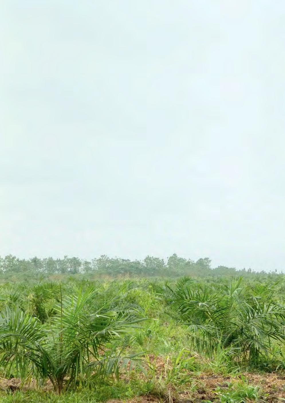 Kan Benin de landroof in toom houden? Een immense zee van golvende hoge grassen en struiken, en hier en daar een boom, zover het oog reikt.