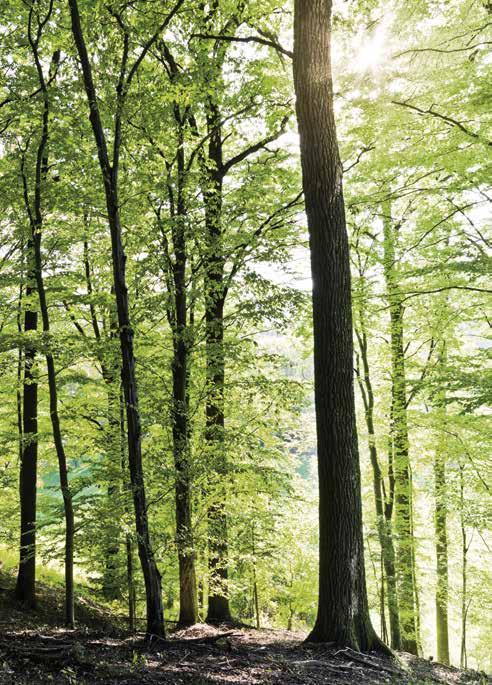 De houten oppervlakken veredelen we met zuivere natuurolie. Zo blijven de vele positieve eigenschappen van het hout in uw woning behouden.