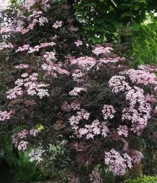 Sambucus Nigra Black Beauty Rood/zwartbladige Vlier.