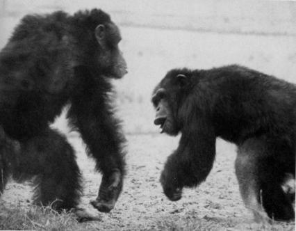 Sexueel gedrag mannetjes Java-apen Sexueel gedrag mannetjes (de Ruiter et al.