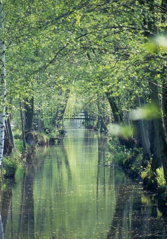 Levenslang Reeds jarenlang voorziet MACO, als enige