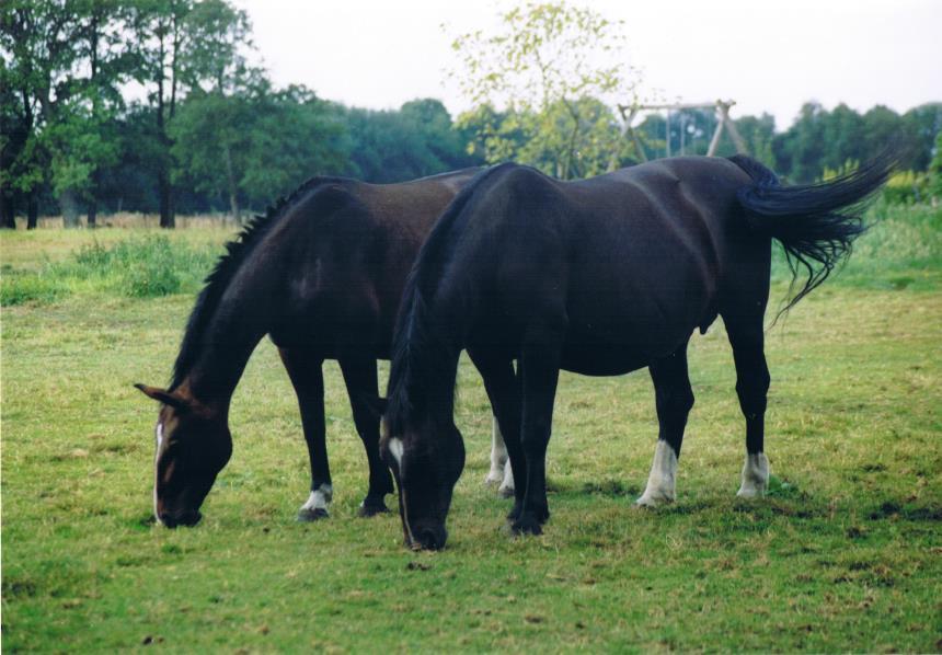 Groninger Paard Was meest bedreigd Warmste