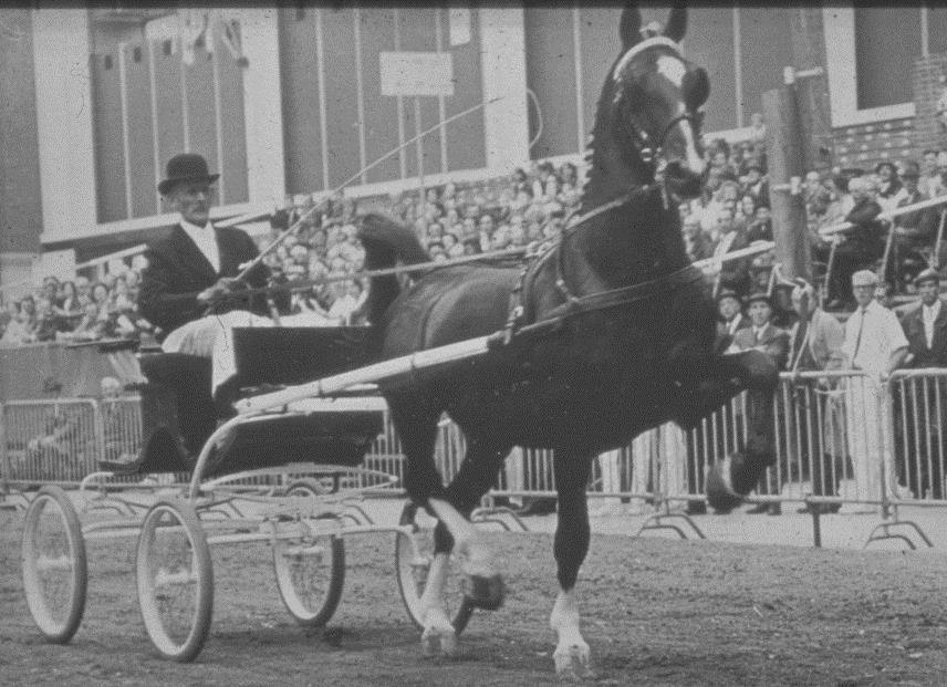 Gelders paard Licht rustig werkpaard Basis