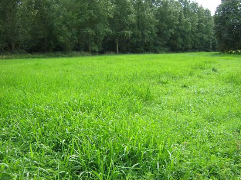 Algemene beschrijving Foto: rietgrasgrasland te Lindeveld (410y) Klasse der matig voedselrijke graslanden Er wordt een onderscheid gemaakt tussen weiden en hooilanden op basis van het gevoerde beheer.