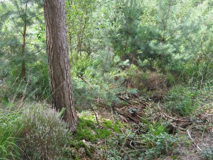 Beheermaatregelen Foto: boomrijke heide in 613a in de Blauwhuisbossen.