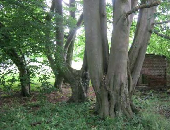 Algemene beschrijving lair tot en met WO II. Deze bedrijfsvorm combineerde hakhout (brandhout) in de onderlaag met hoogstammige bomen (timmerhout).