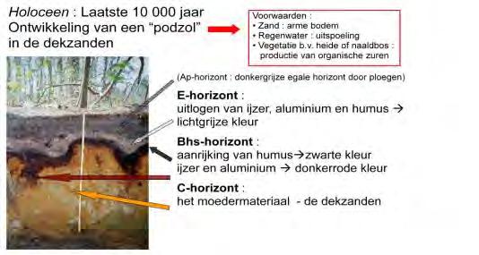 Algemene beschrijving Door de Vlaamse Landmaatschappij (VLM) werd in september 2012 een aanvullende bodemkartering uitgevoerd in het domein Wildenburg.