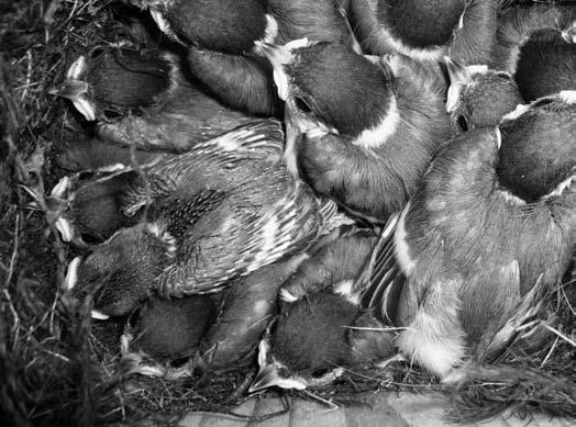 Van enkele roofvogelsoorten weten we precies hoeveel prooien ze vangen. Een sperwer bijvoorbeeld, een roofvogeltje van maar 160 tot 300 gram, heeft aan twee prooien per dag genoeg.