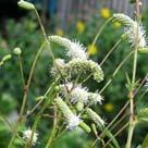 Symphytum grandiflorum 'Goldsmith'