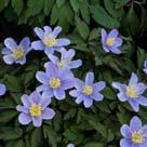 Anemone japonica 'Honorine Jobert'