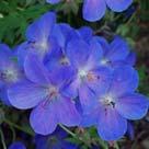 Lila Geranium magnificum 'Clone C' 