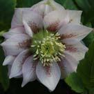 : 608068 Helleborus orientalis