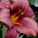 608073 Hemerocallis 'White