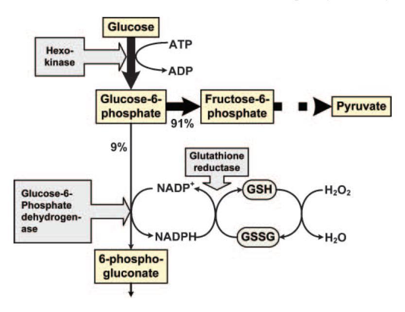 En hoe zit het nu met Glucose-6- fosfaatdehydrogenase deficientie?